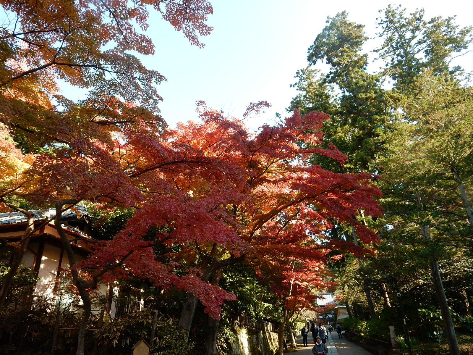 円覚寺の紅葉1