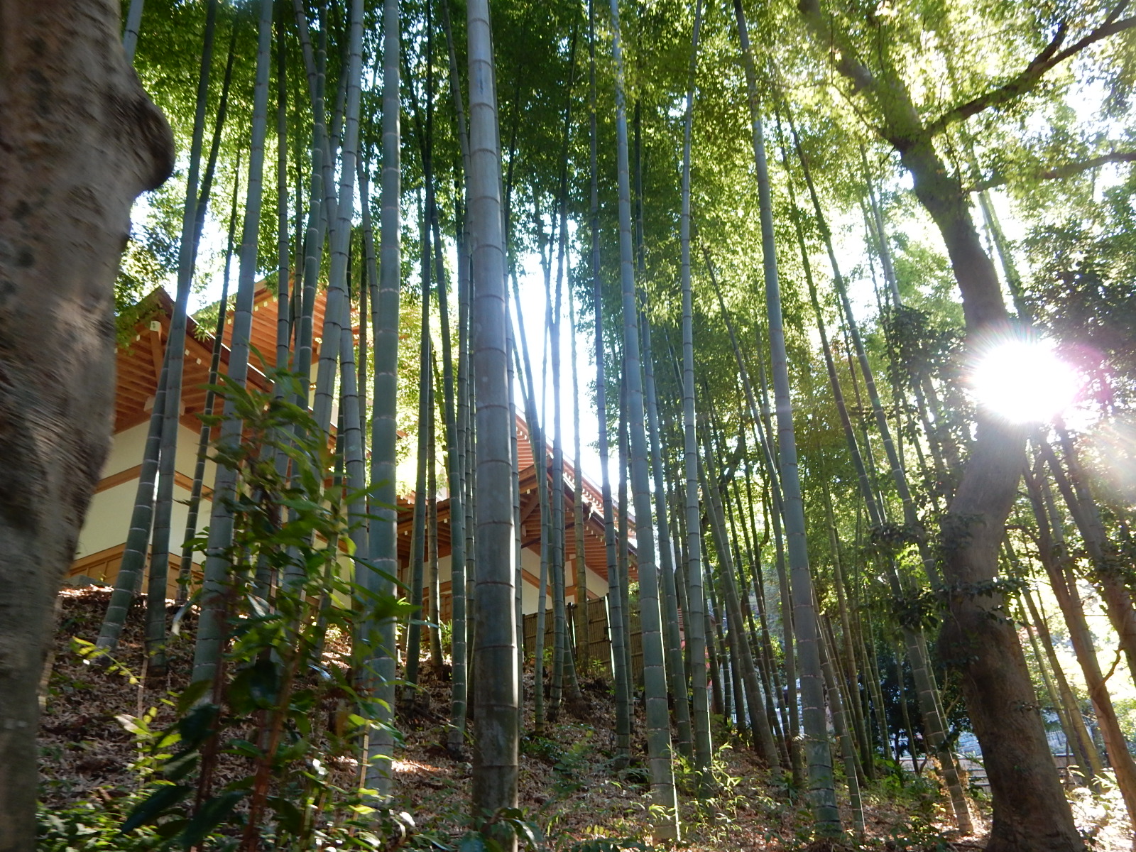 円覚寺の竹林2
