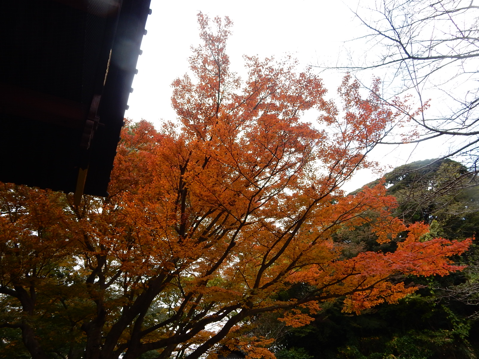 鎌倉妙本寺の紅葉2