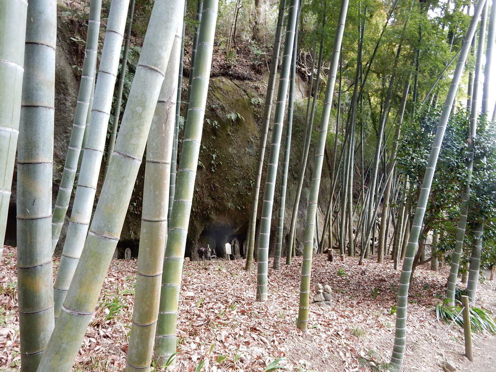 浄智寺の竹