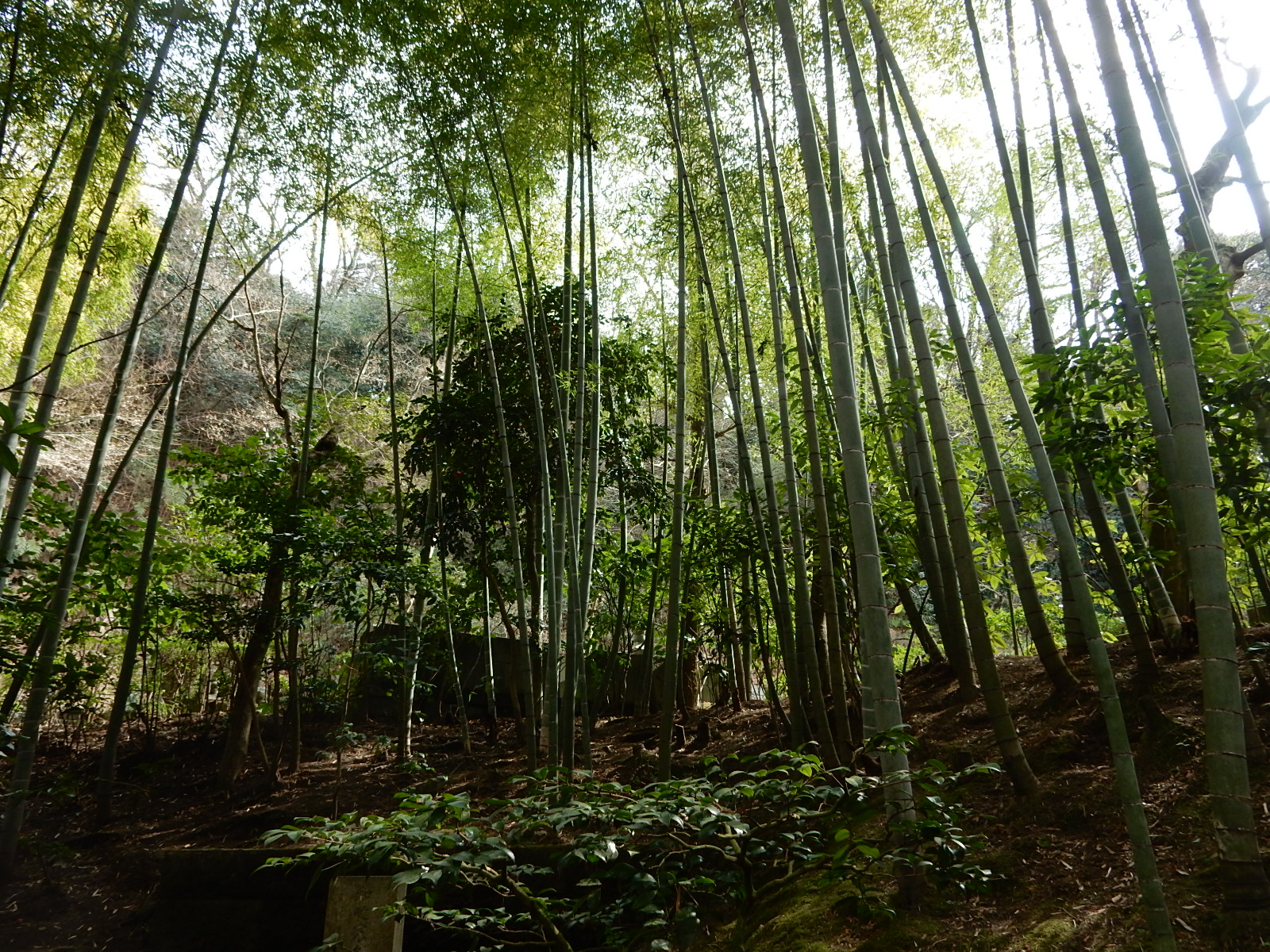 東慶寺の竹