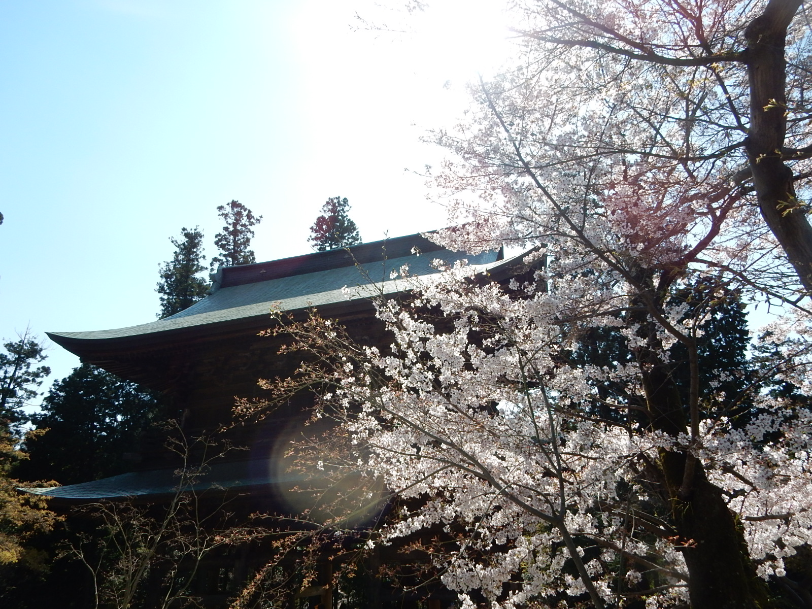 円覚寺_山門と桜